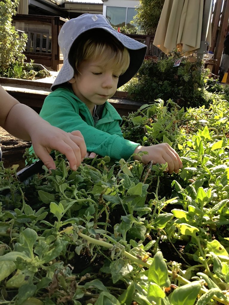 Harvesting warrigal greens from the bush tucker garden.