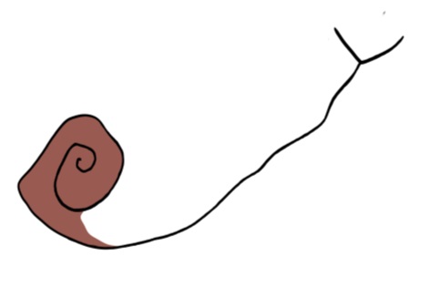 Snail, part of the Explore & Develop Annandale flag. 