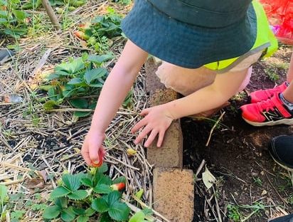 lilyfield preschool